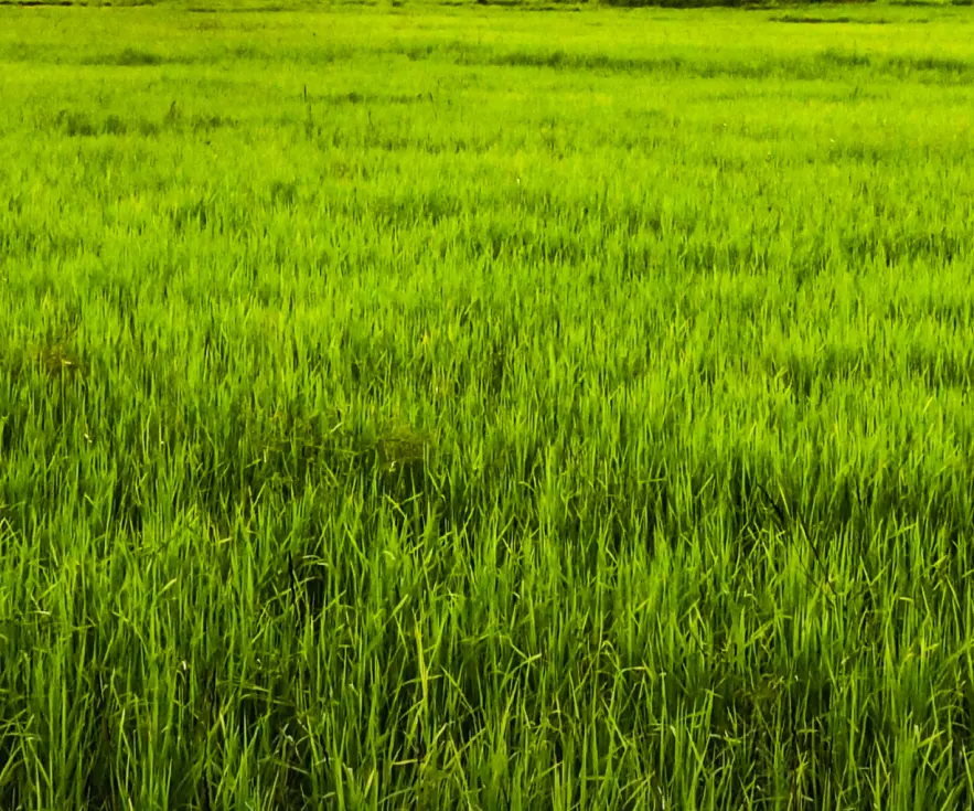 Agricultural Plots in Dindigul